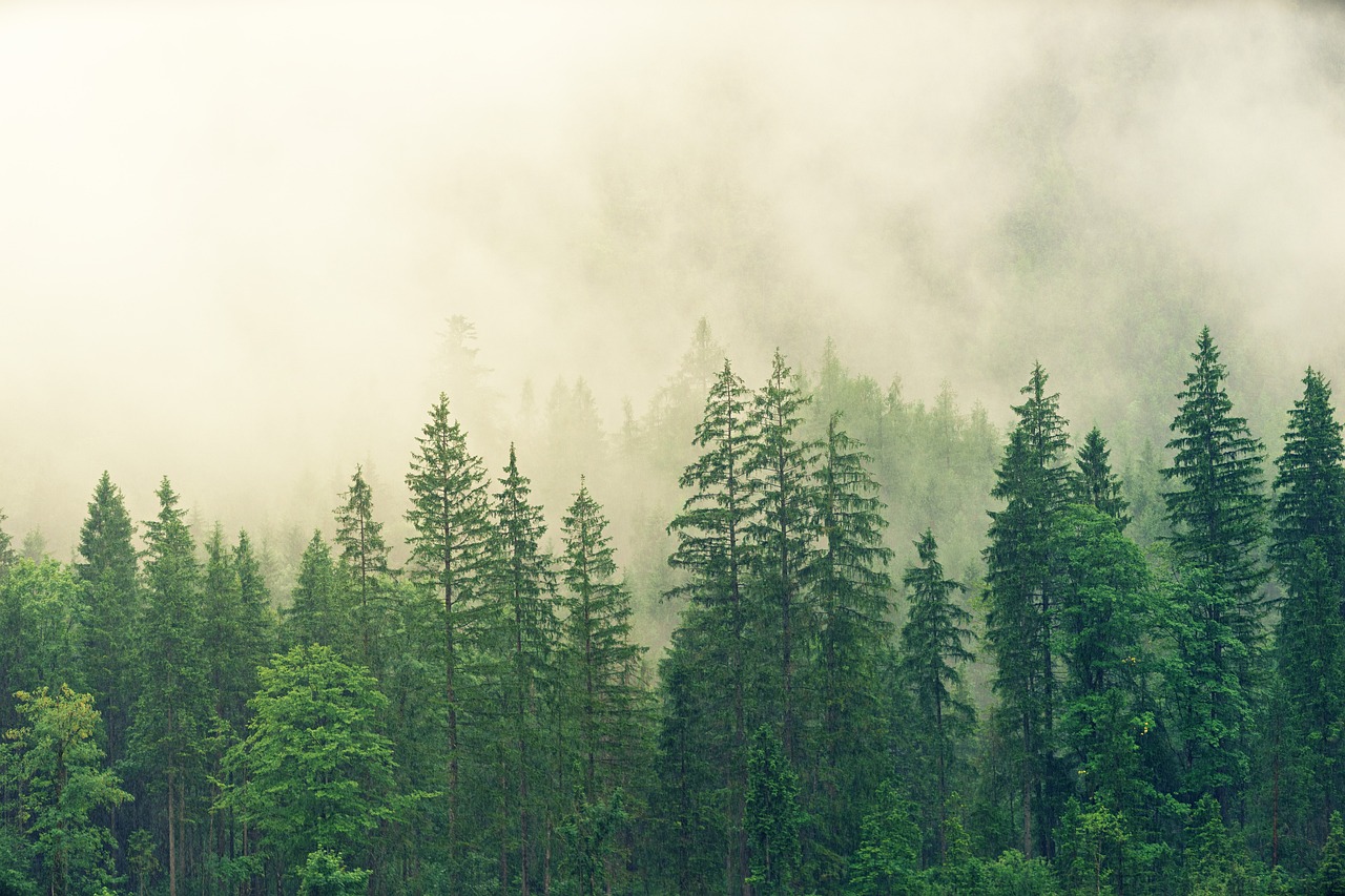 9 Niesamowitych faktów o lasach